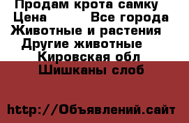 Продам крота самку › Цена ­ 200 - Все города Животные и растения » Другие животные   . Кировская обл.,Шишканы слоб.